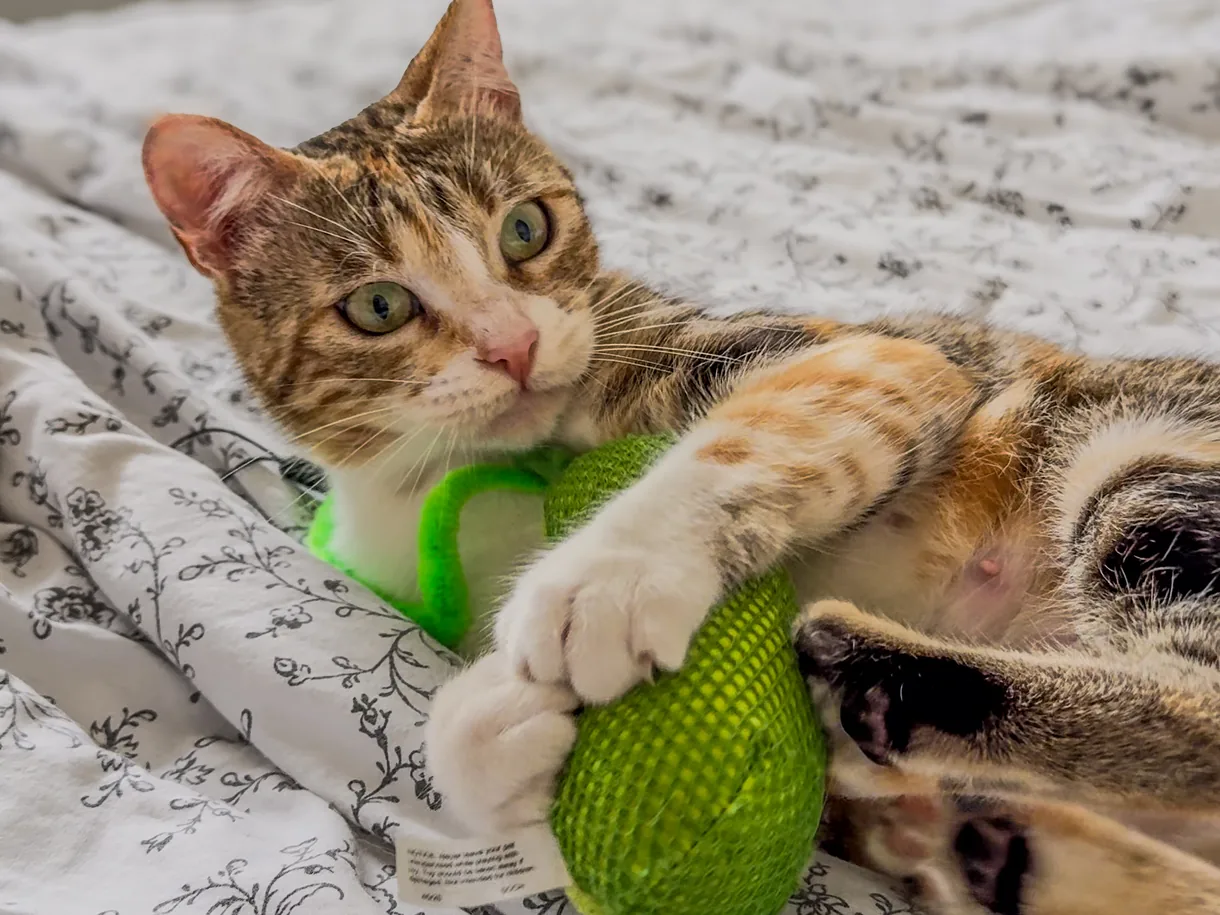 Méli, couchée sur le flanc, serre son cornichon en peluche vert entre ses pattes avant, les pattes arrière repliées contre lui.