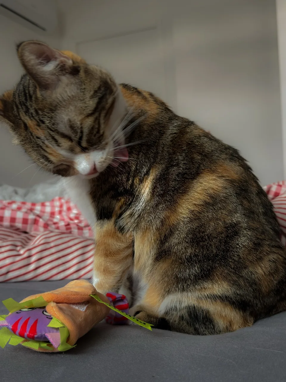 Un chat tricolore, assis de profil, la tête penchée sur l'épaule, les yeux fermés, la langue sortie en pleine toilette. Une peluche est posée devant lui.