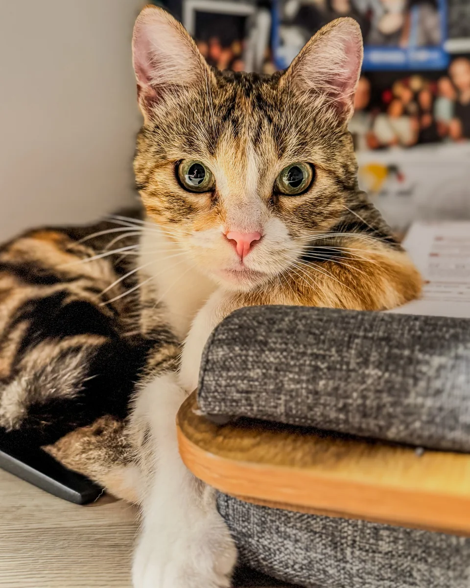Méli, la chatte d'Irina, allongée et regardant l'objectif.
