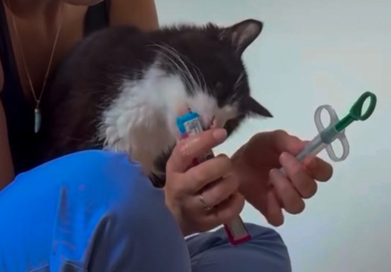 Un chat noir et blanc, les yeux fermés, posé contre moi pendant que je charge un comprimé dans un lance-pilule.
